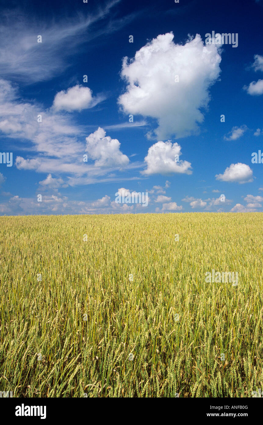 Rossburn manitoba hires stock photography and images Alamy