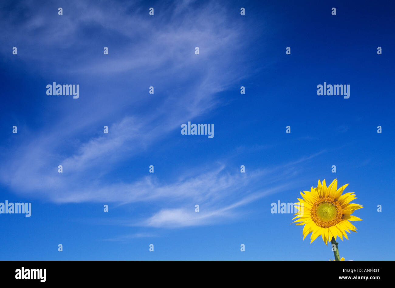 Sunflower and sky, Altona, Manitoba, Canada Stock Photo Alamy