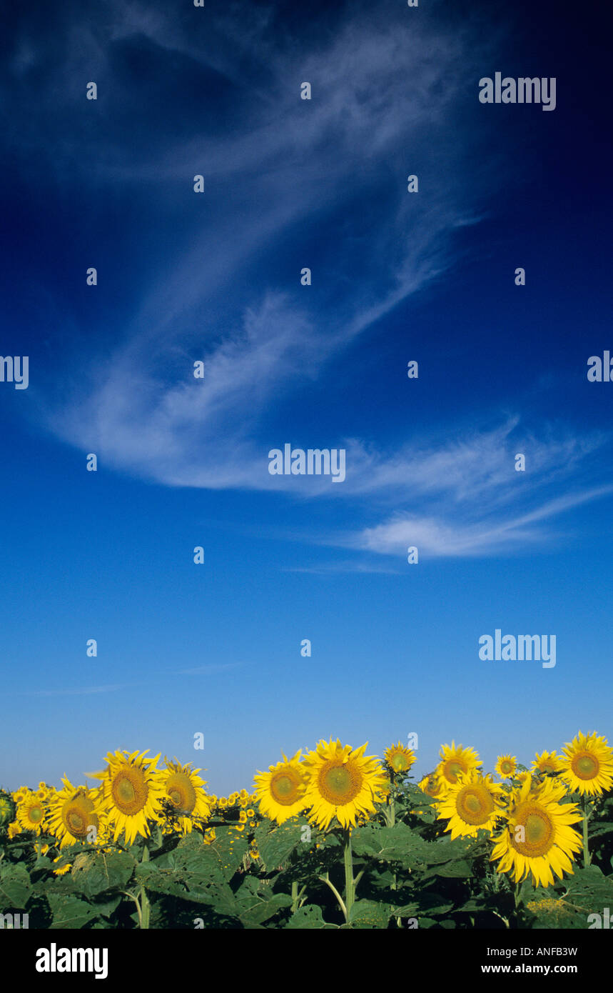 Sunflowers, south of Winnipeg, Manitoba, Canada Stock Photo Alamy