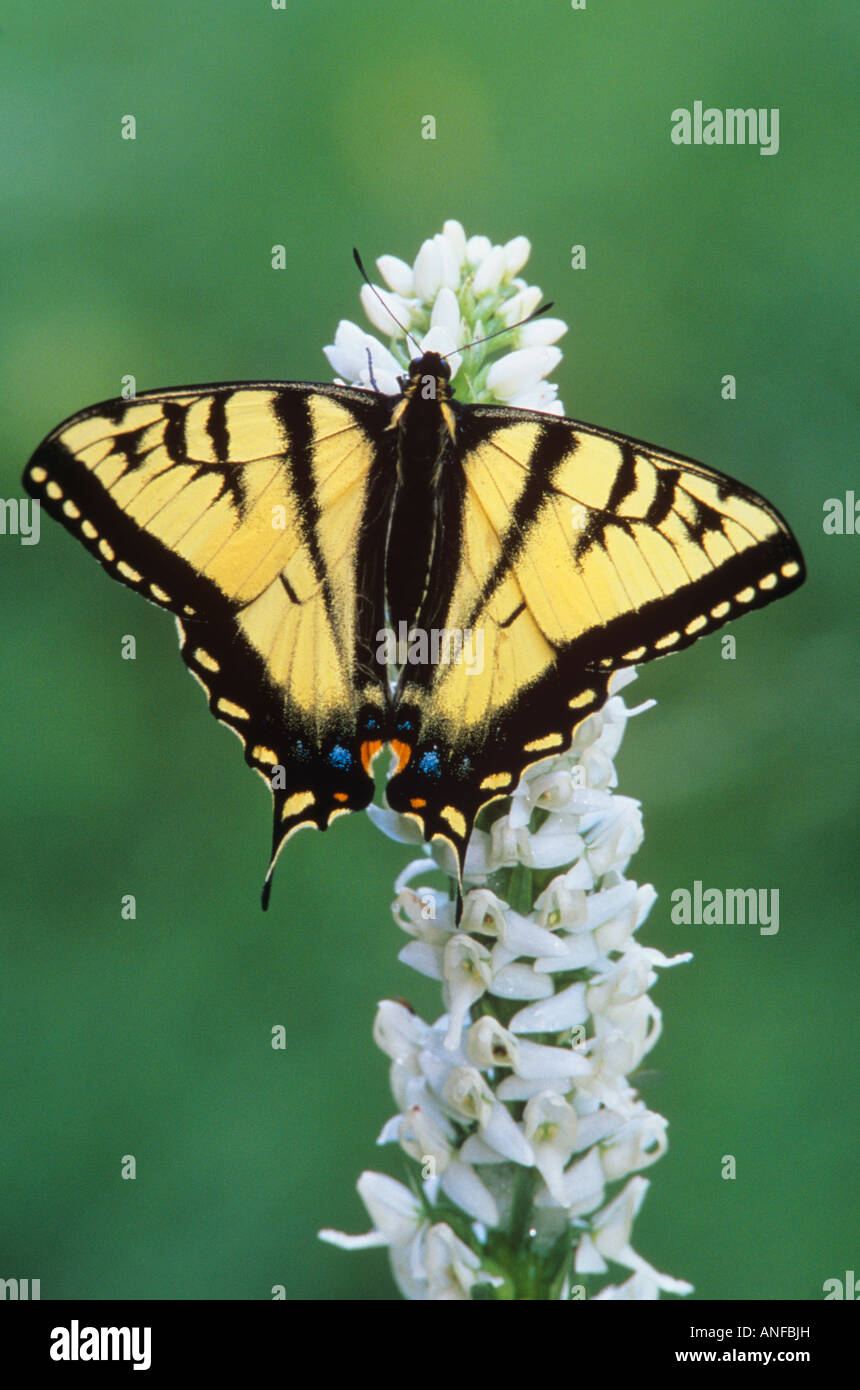 Tiger swallow tail butterfly on bog rein orchid, Wells Gray provincial park, british columbia, Canada. Stock Photo