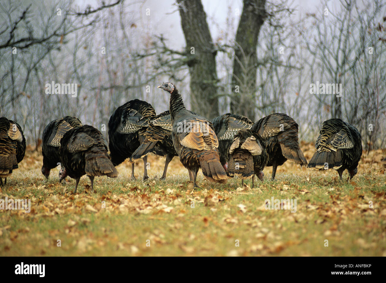 Wild turkeys, birds hill provincial park, manitoba, Canada. Stock Photo