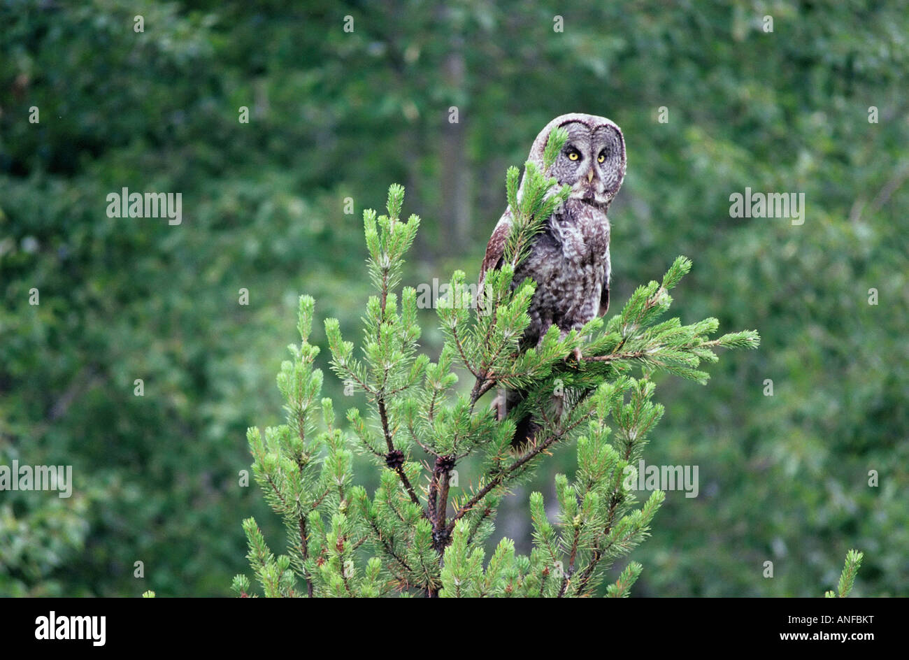 Great Gray owl, duck mountain provincial park, manitoba, Canada. Stock Photo