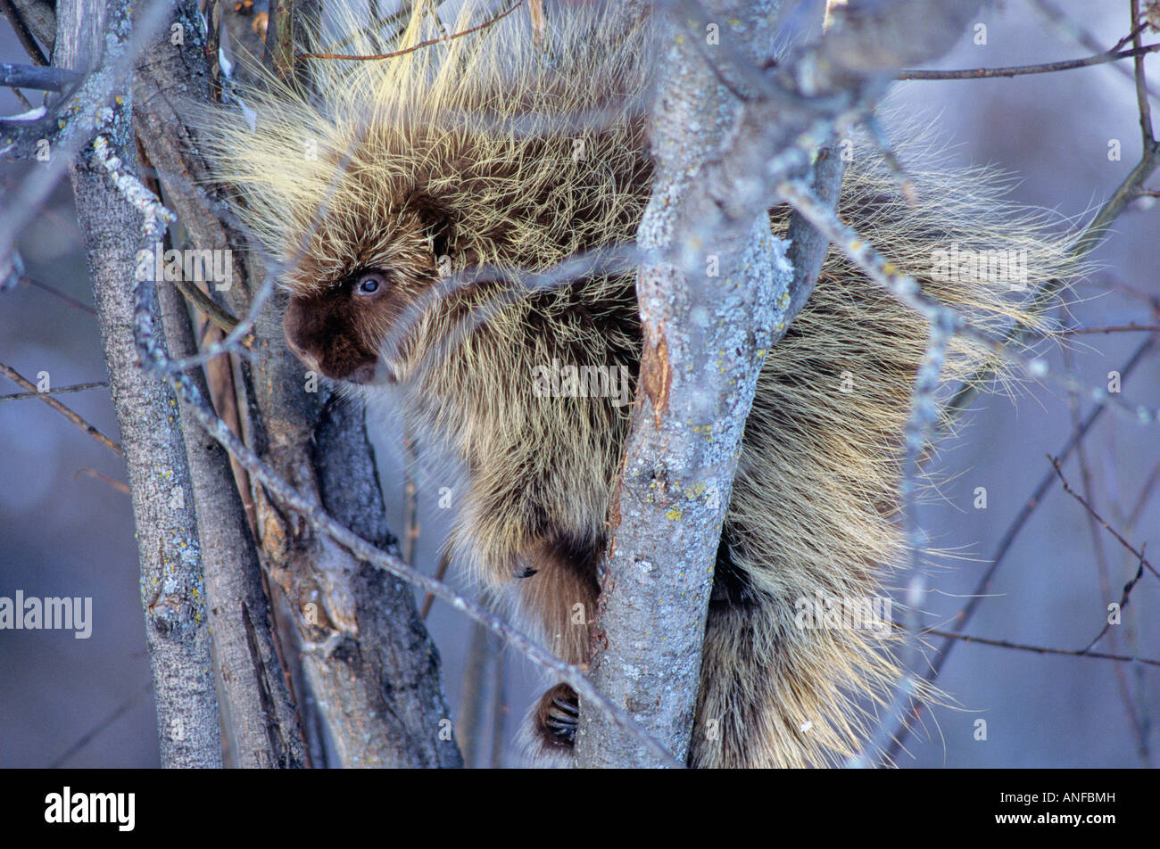 Porcupine in tree, elk island national park, alberta, Canada Stock