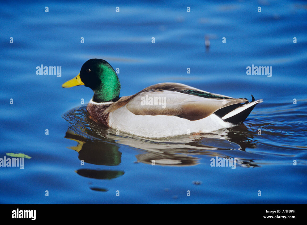 Mallard duck, Winnipeg, Manitoba, Canada Stock Photo Alamy