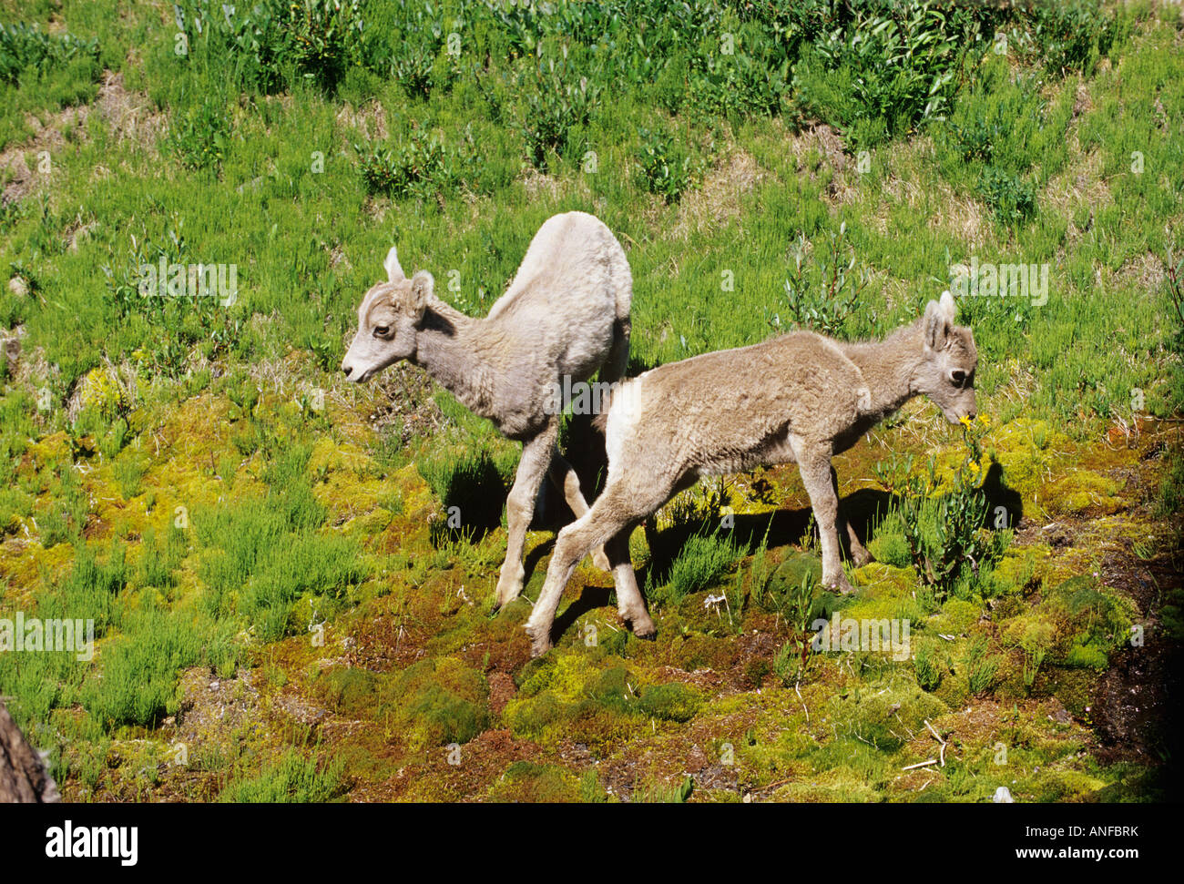 Bighorn sheep, kananaskis provincial park, alberta, Canada. Stock Photo