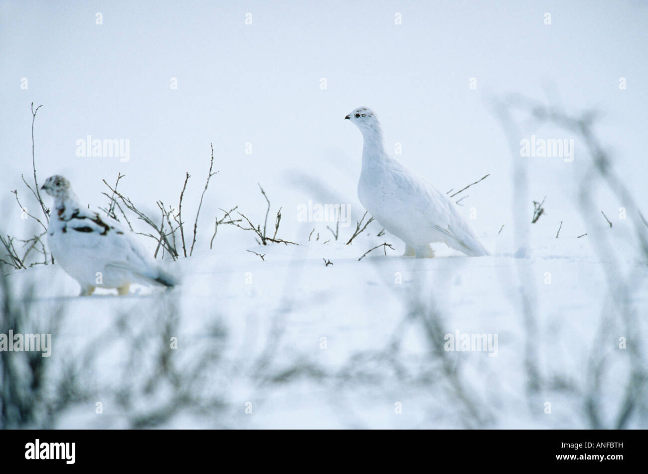 ptarmigan in snow, churchill, manitoba, Canada. Stock Photo