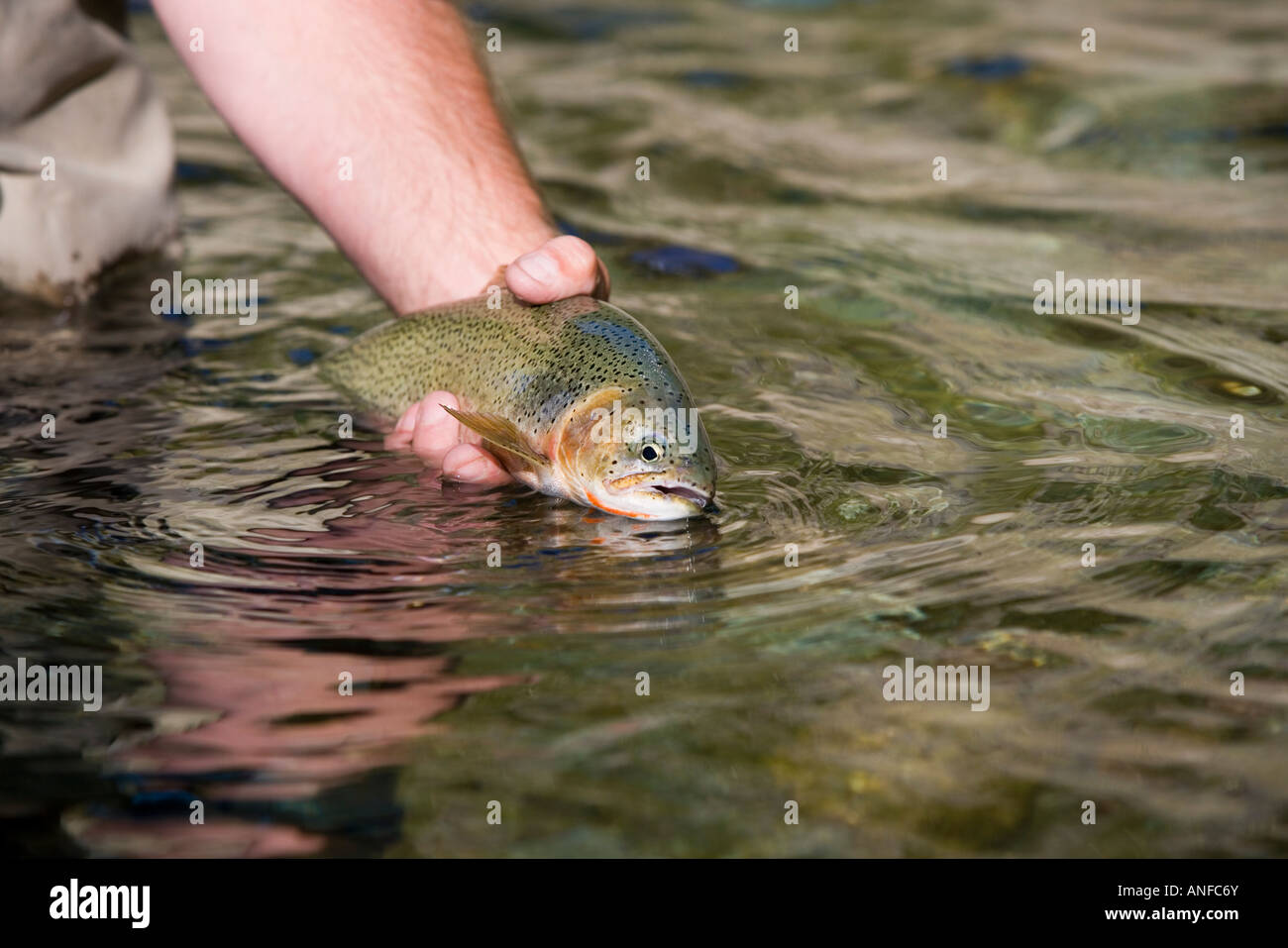 Fly-fishing guide, releases cutthroat trout on tributary of Elk River near Fernie, British Columbia, Canada. Stock Photo