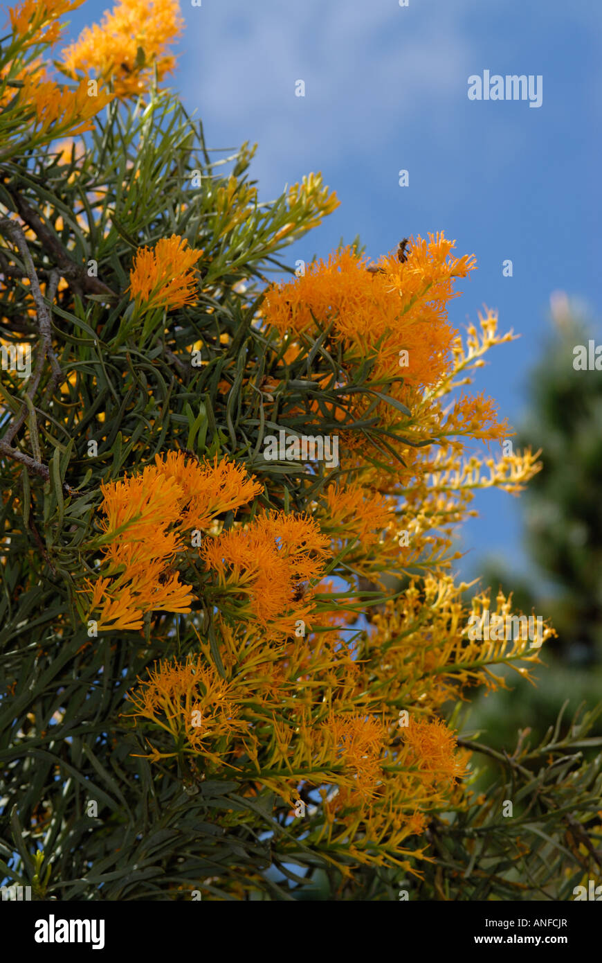 The Western Australian Christmas tree ,Nuytsia floribunda Stock Photo