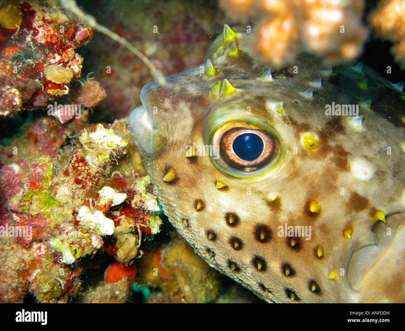 Jordan fish hi-res stock photography and images - Alamy