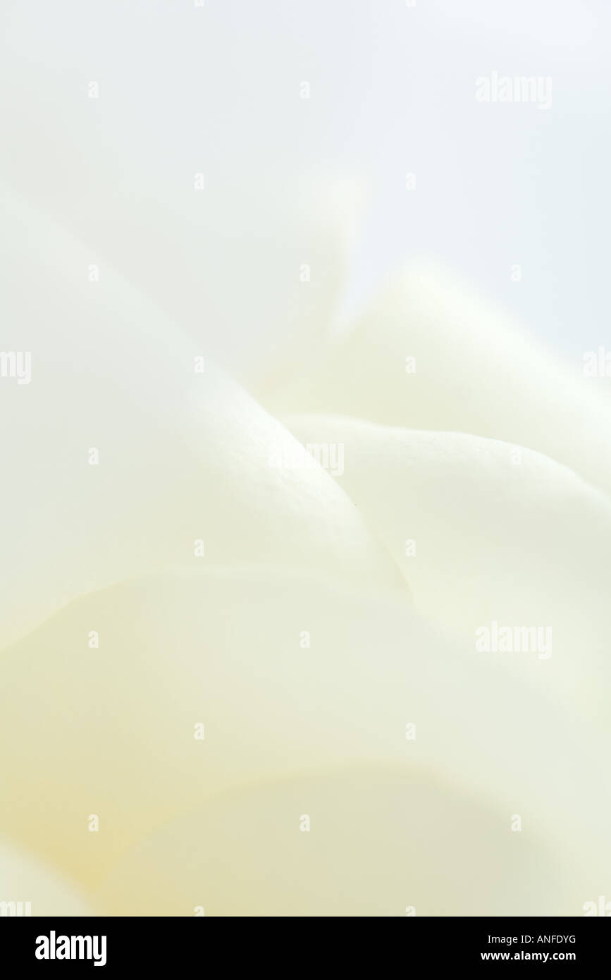 White rose up close hi-res stock photography and images - Alamy