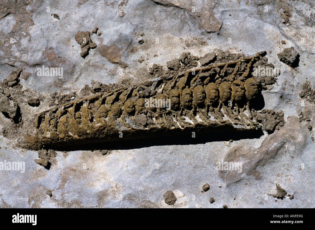 MOLLUSKS Fossil, Main Brook 