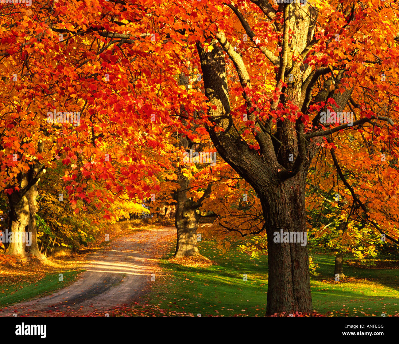 Maple tree with fall foliage, Port William, Nova Scotia, canada Stock