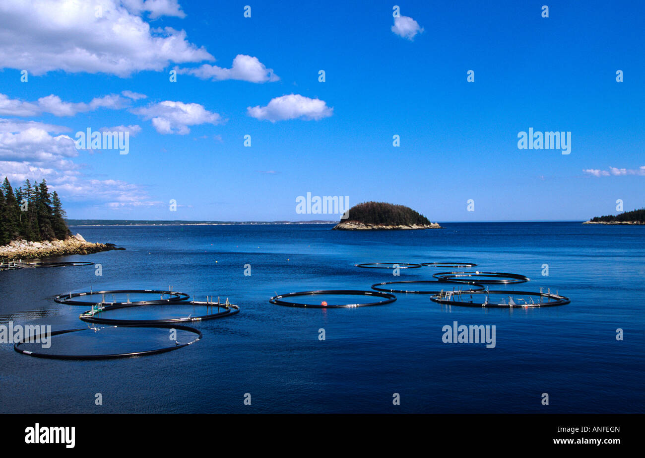 Fish farm, Northwest Cove, St. Margaret's Bay, Nova Scotia, canada Stock Photo