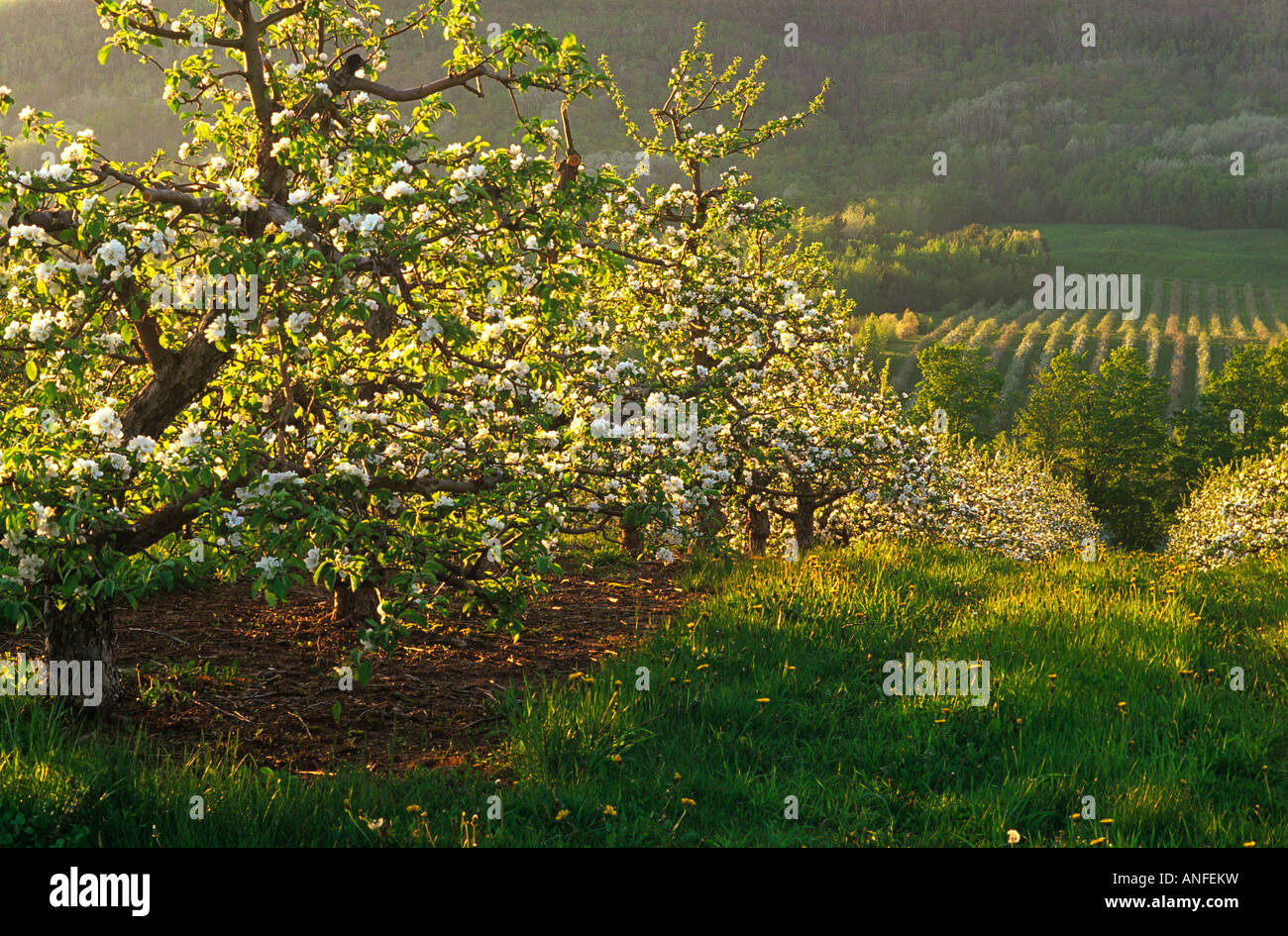 Apple orchard in spring hi-res stock photography and images - Alamy