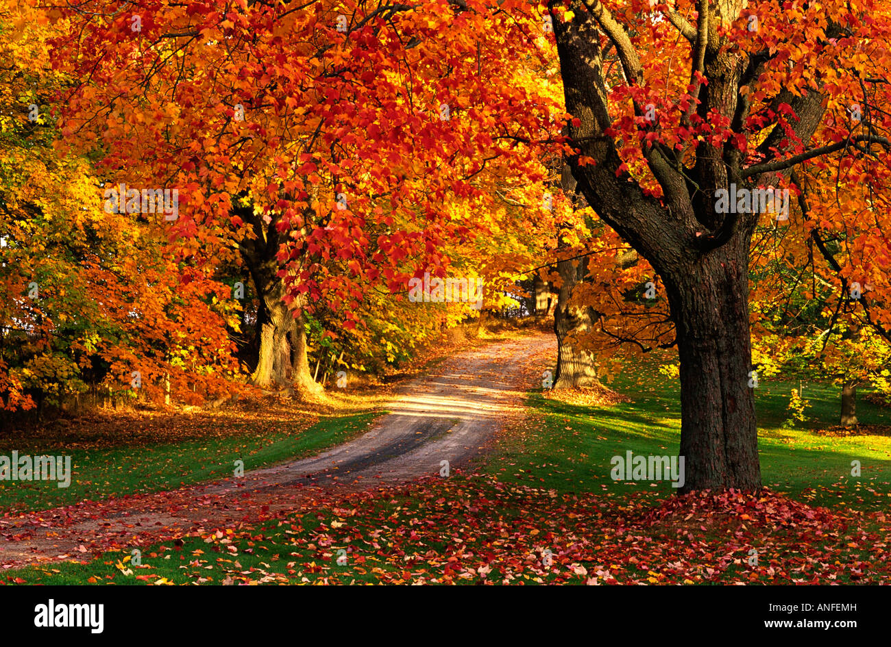 Maple tree with fall foliage, Port William, Nova Scotia, canada Stock Photo