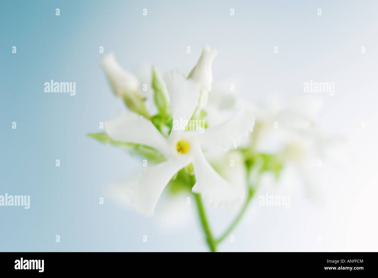 Oleander, close-up Stock Photo