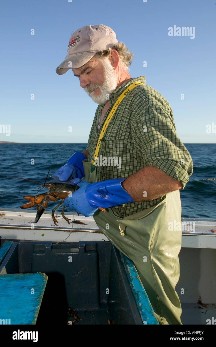 Lobster Fishing, Rustico, PEI, Prince Edward Island, Canada Stock Photo