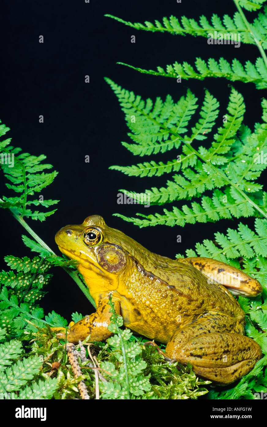 Bullfrog (Rana catesbeiana), canada Stock Photo