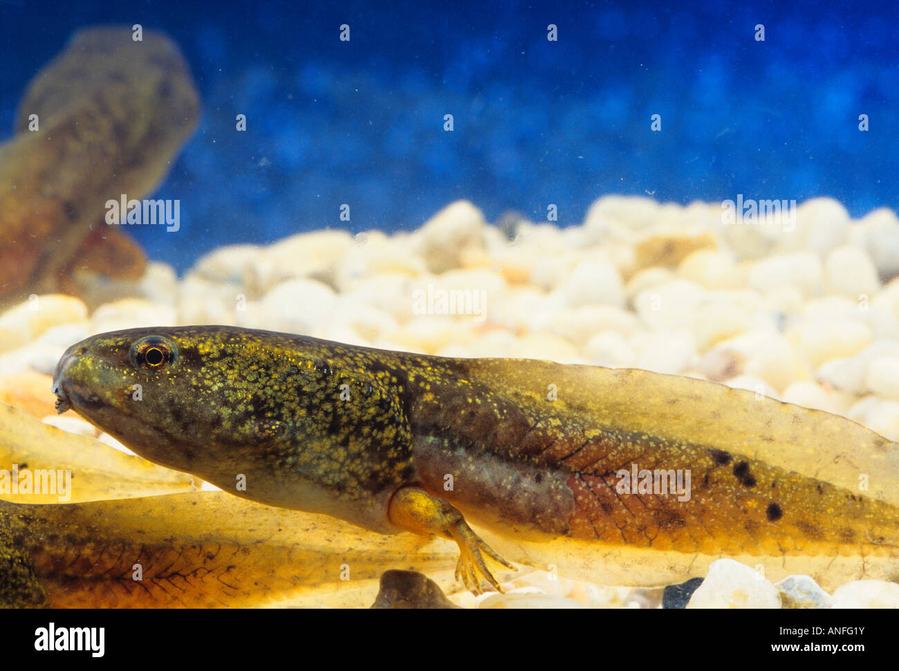 Bullfrog (Rana catesbeiana), canada Stock Photo