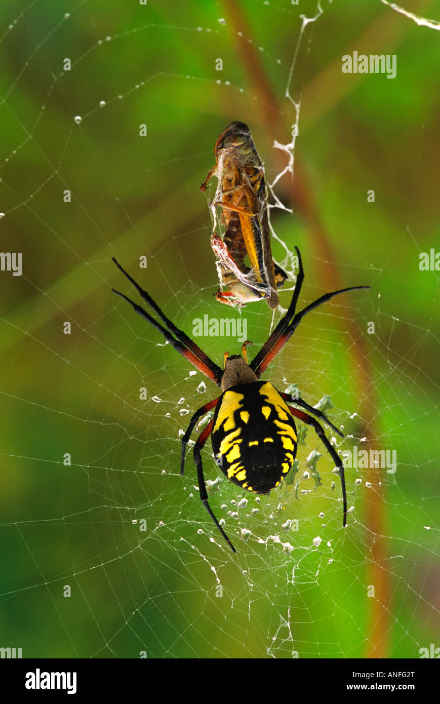 Black & Yellow Agriope Spider (Argiope aurantia) canada Stock Photo