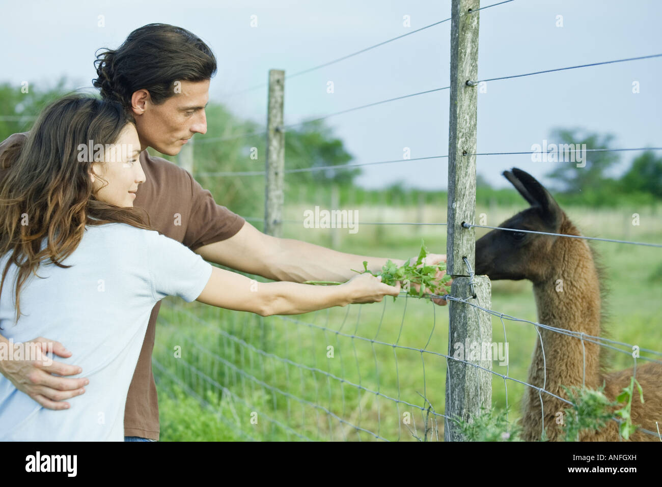 Couple feeding llama through fence Stock Photo