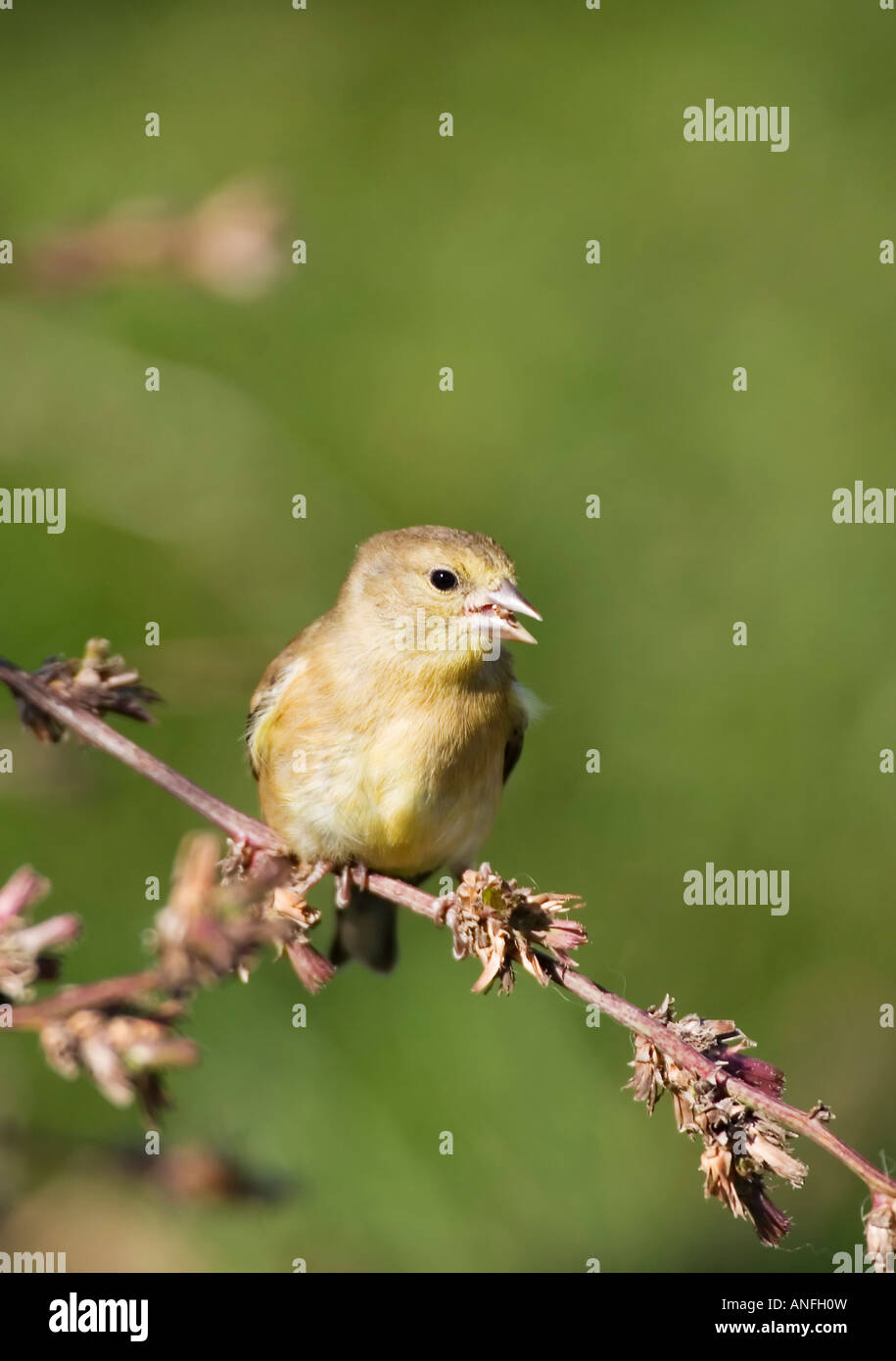 American goldfinch juvenile hi-res stock photography and images - Alamy