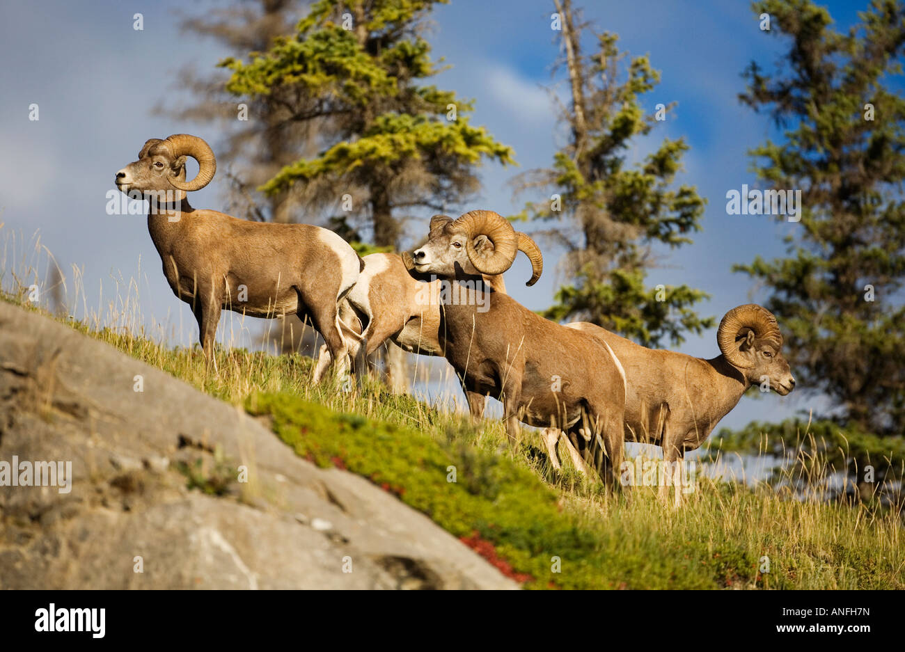 Male bighorns hires stock photography and images Alamy