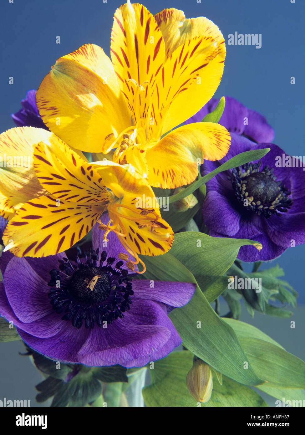 FLORAL STILL LIFE of Alstroemeria Jamaica and Anemone coronaria Mona Lisa Blue Stock Photo