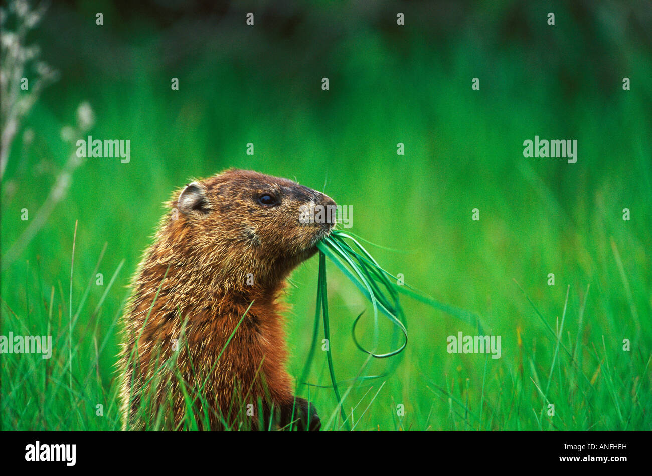 Woodchuck (Groundhog) (Marmota monax) chewing grass, Prince Edward Point National Wildlife Area, Ontario, Canada Stock Photo - Alamy Woodchuck (Groundhog) (Marmota monax) chewing grass, Prince Edward Point National Wildlife Area, Ontario, Canada Stock Photo - Alamy