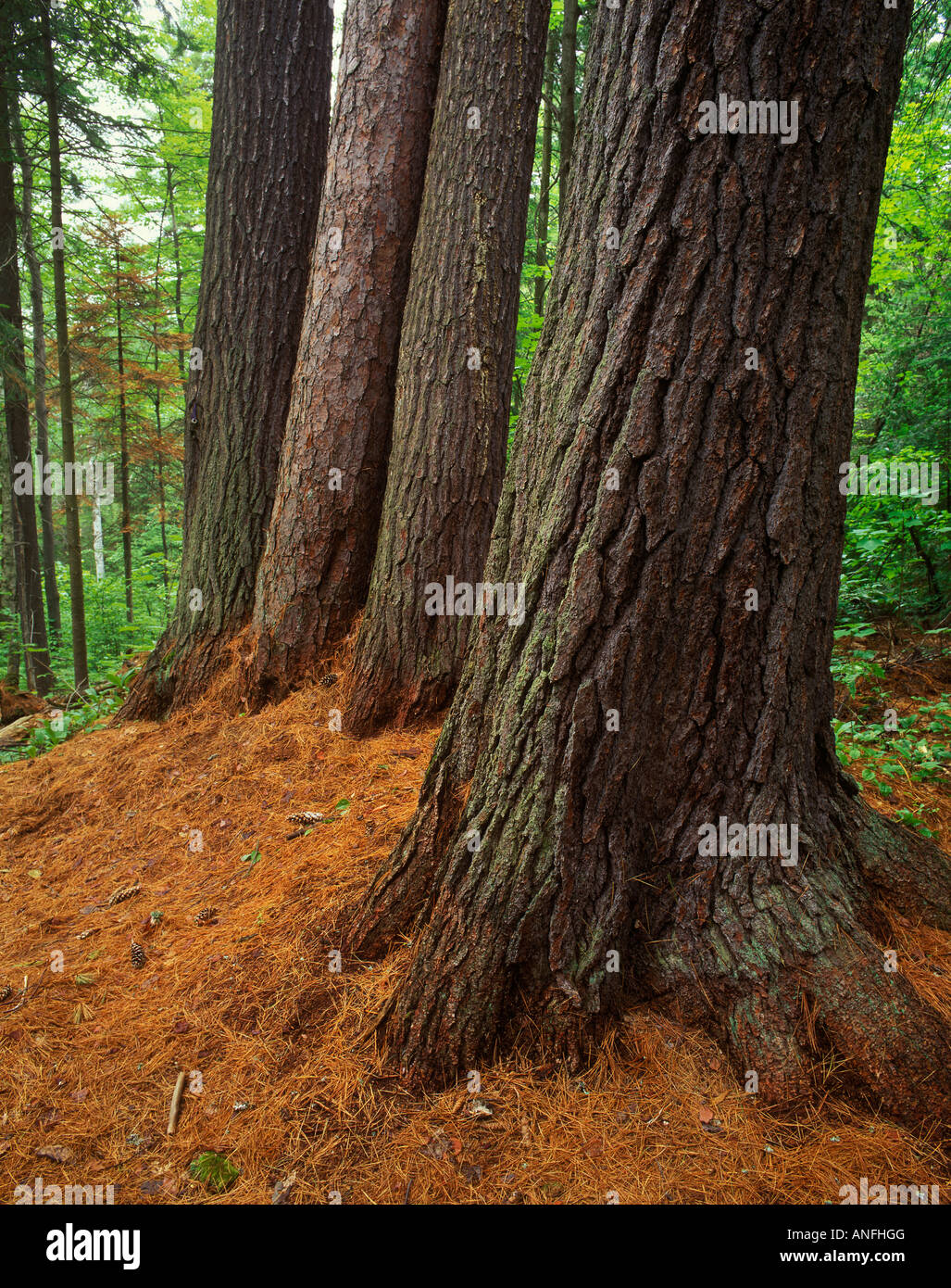 The Four Sentinels old growth red and white pines along Obabika Lake