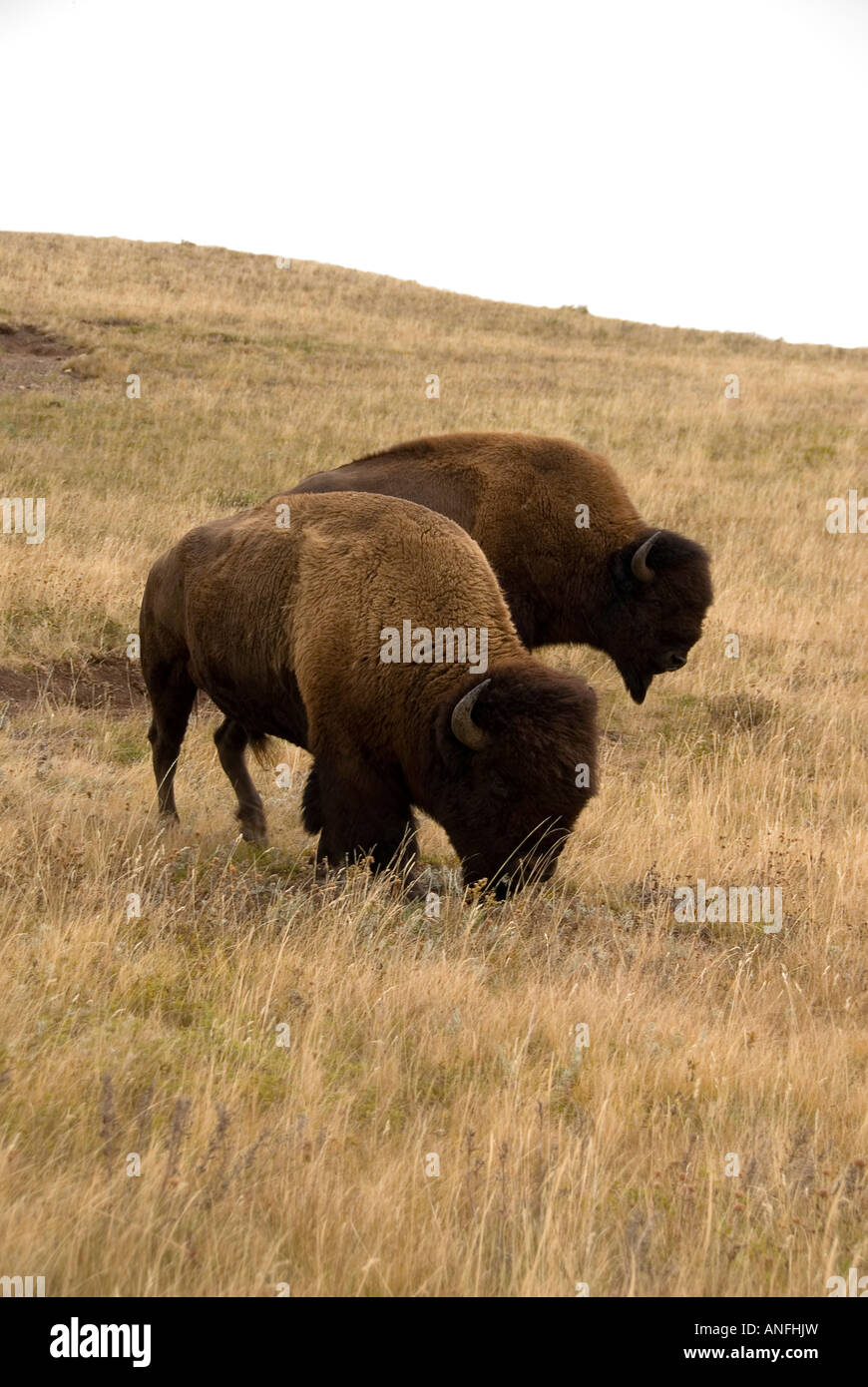 plains bison in Waterton Lakes National Park, alberta, canada Stock Photo Alamy