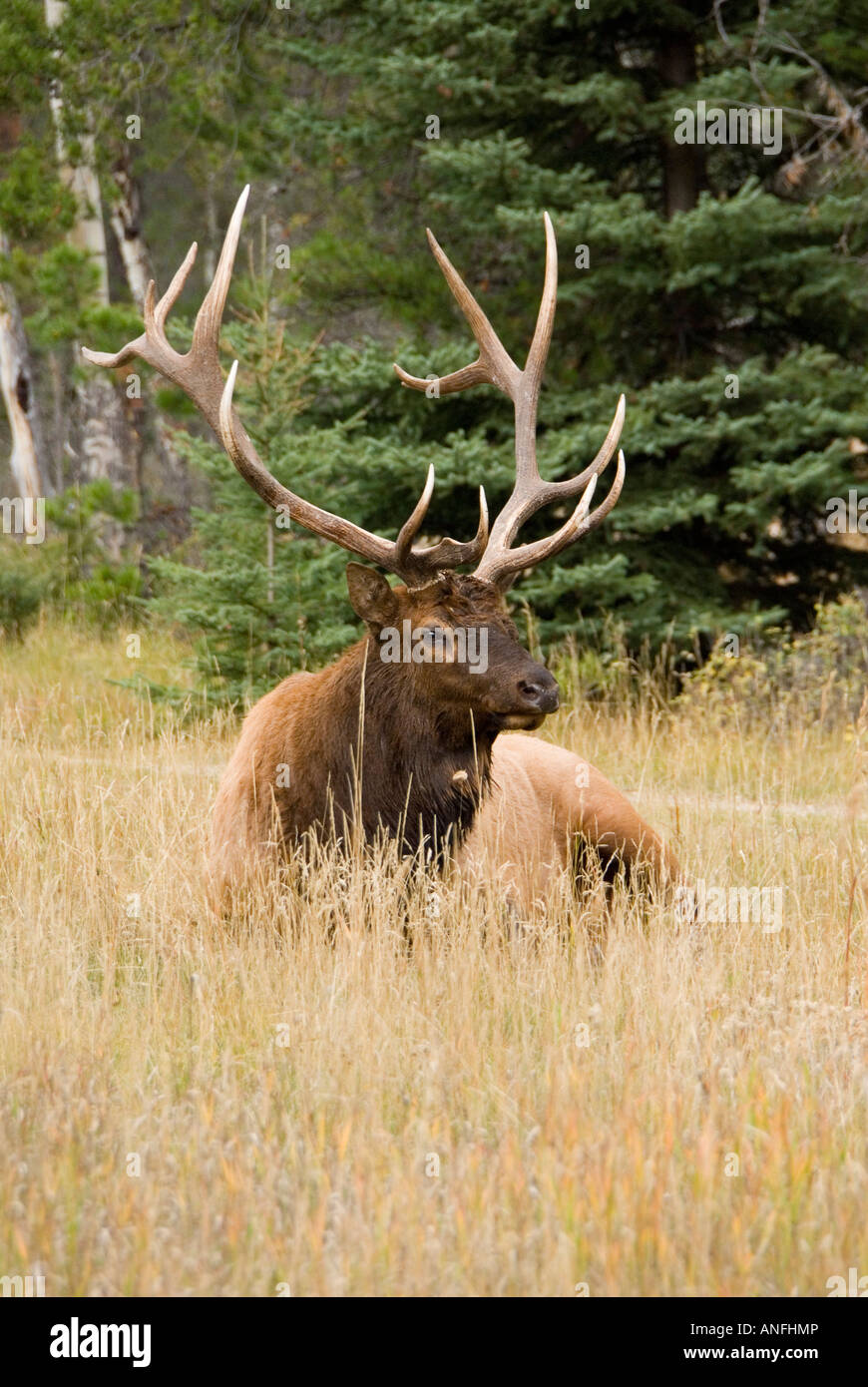 Cervus elaphus nelsoni hi-res stock photography and images - Alamy