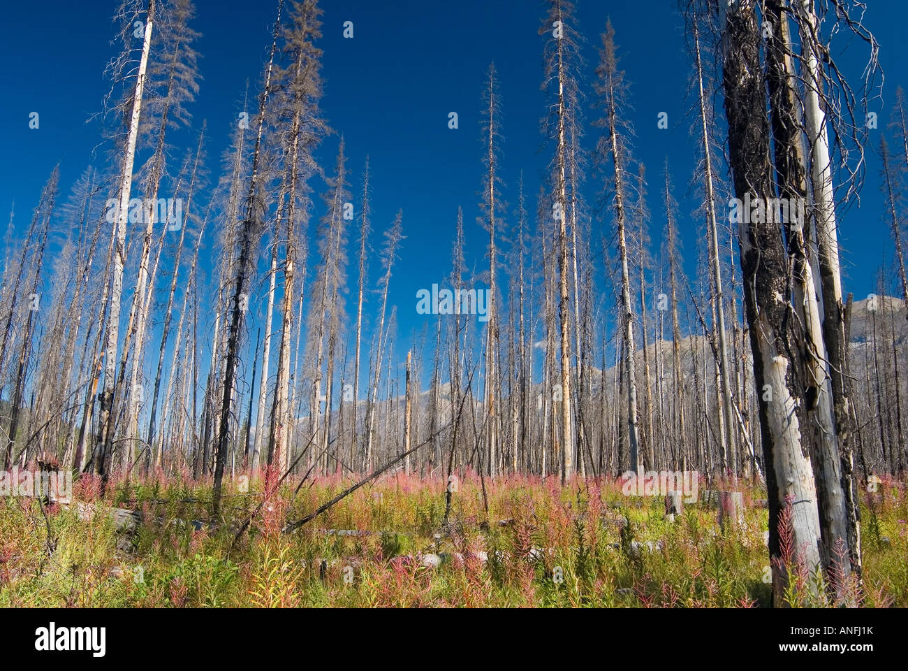 Forest Fire damage and Recovery, Kootenay National Park, british ...