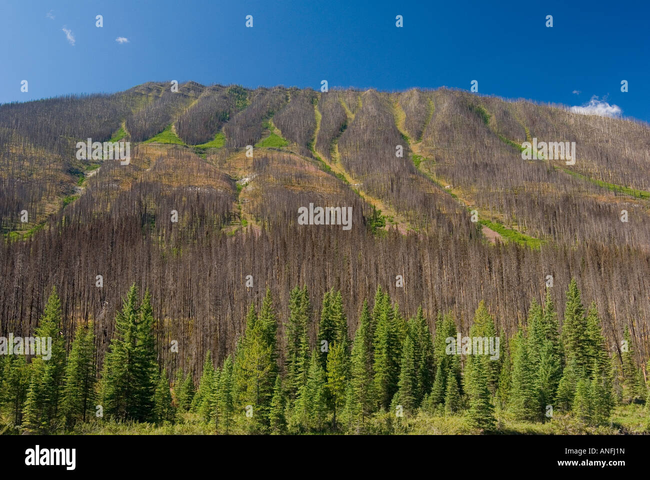 Forest Fire damage and Recovery, Kootenay National Park, british ...