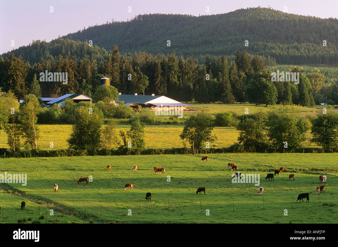 Dairy farm on Southern Vancouver Island, Cobble Hill, British Stock