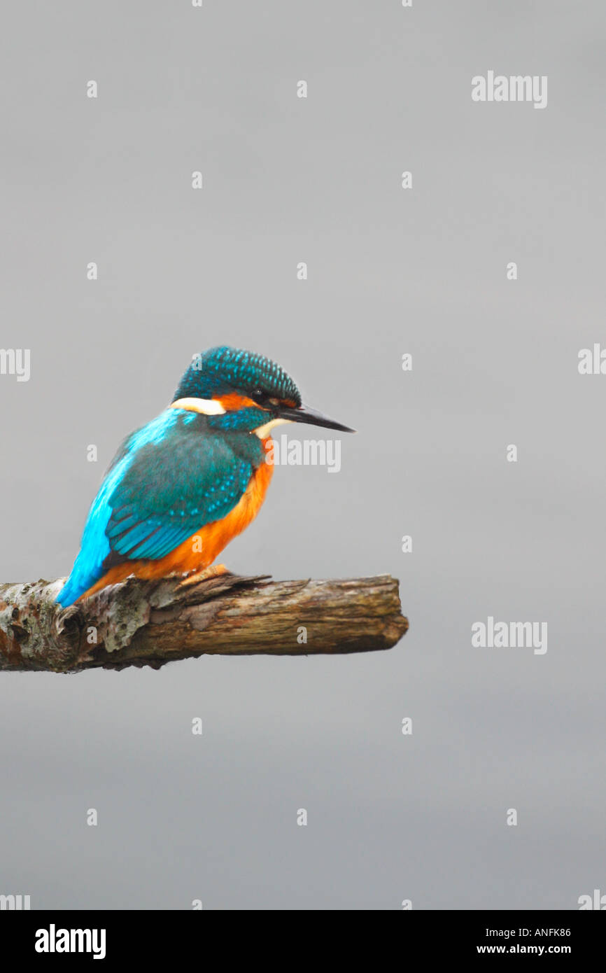 Kingfisher Alcedo Atthis perched on branch Welsh Wildlife Centre Cardigan Cymru Wales UK United Kingdom GB Great Britain Stock Photo