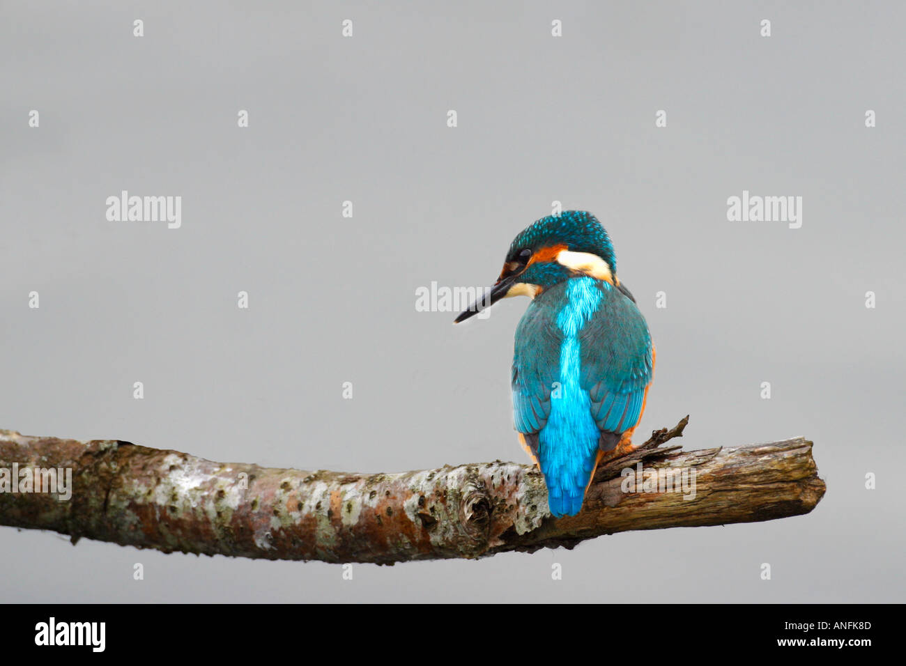 Kingfisher Alcedo Atthis perched on branch Welsh Wildlife Centre Cardigan Cymru Wales UK Stock Photo