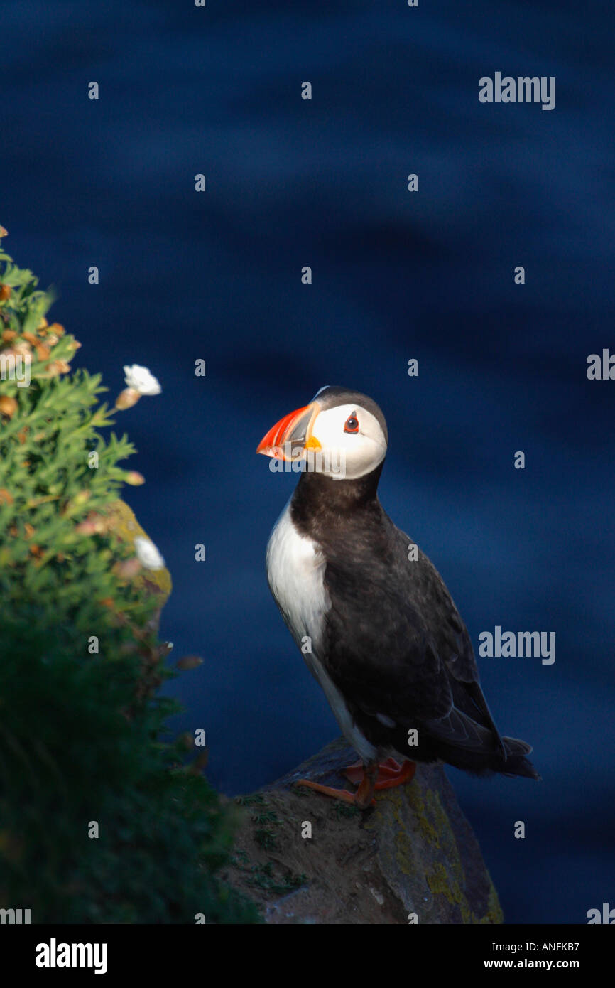Puffin Atlantic Puffin Fratercula Arctica Stock Photo