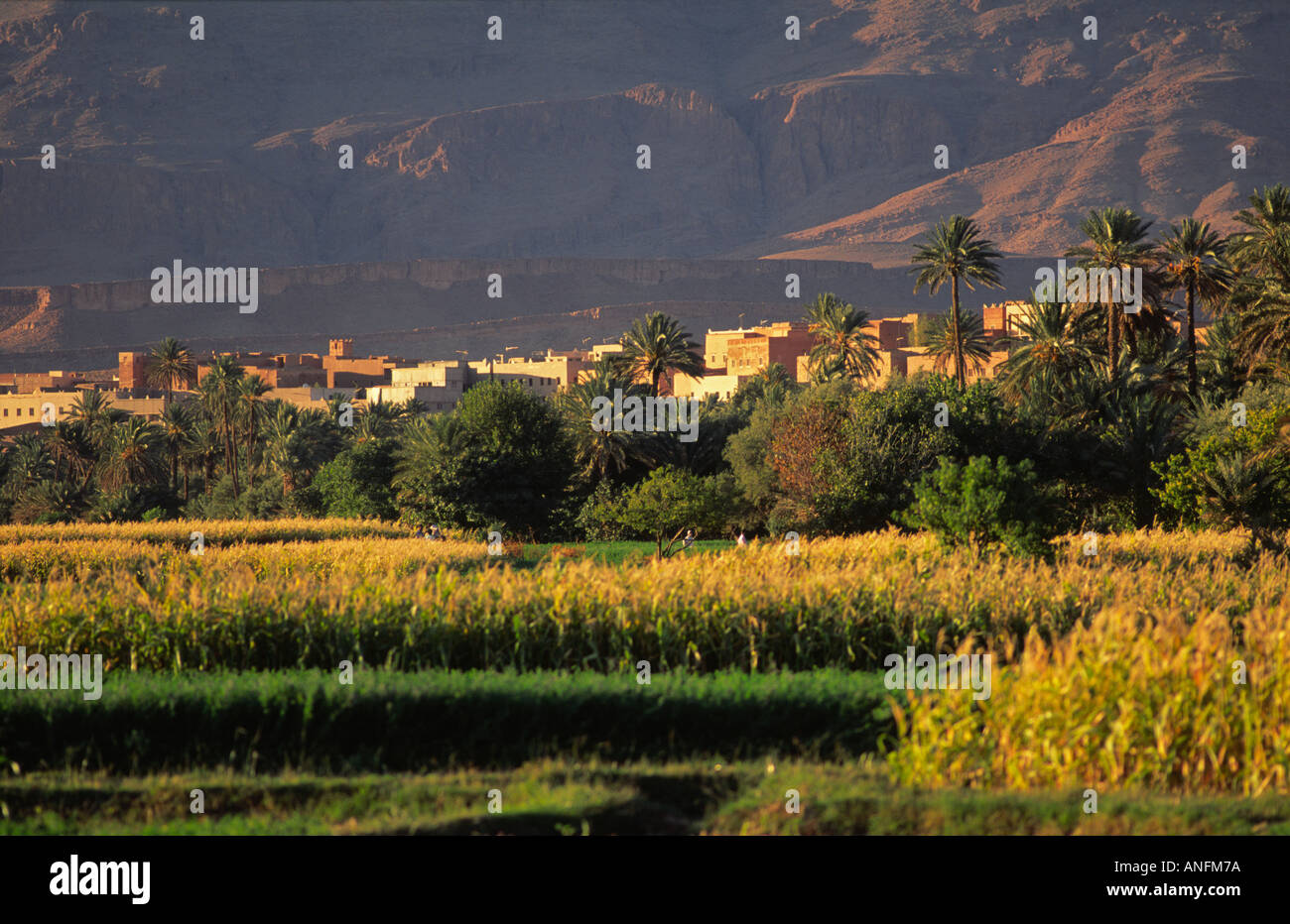 Town in golden light situated below the mountains and above cornfields. Draa Valley, Southern Morocco Stock Photo