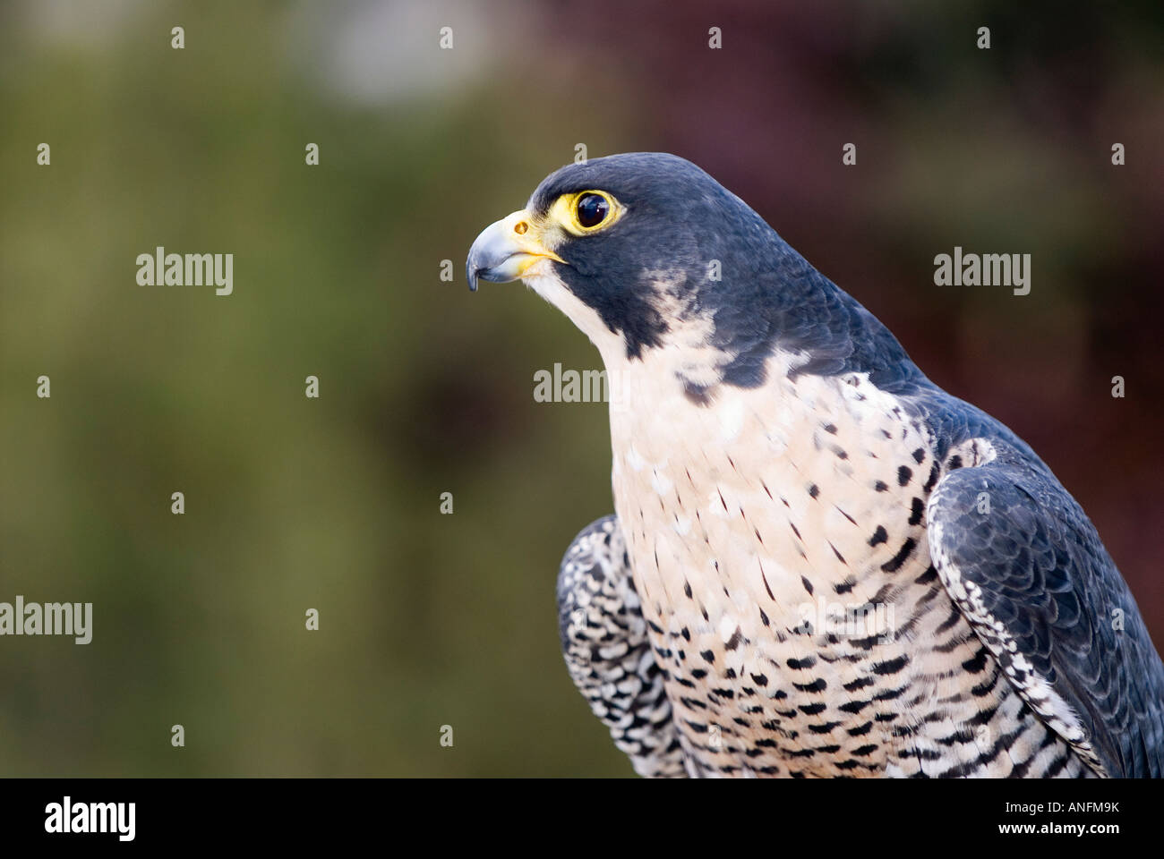 British columbia wildlife park kamloops hi-res stock photography and ...