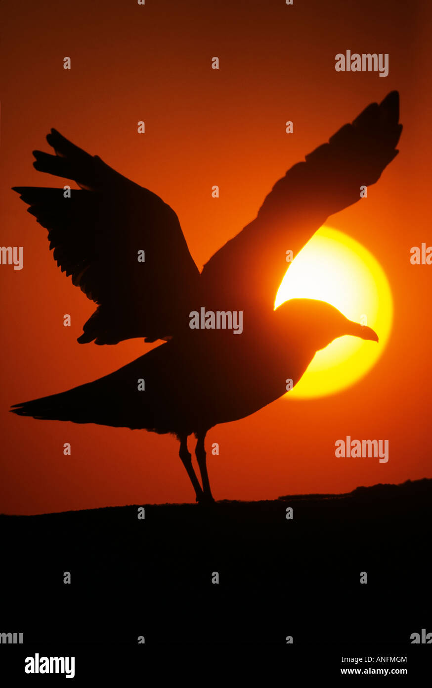 Great Black-backed Gull (Larus marinus) silhouetted at sunset, Canada. Stock Photo