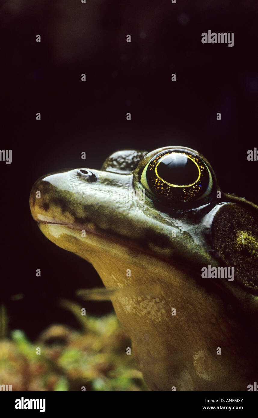 Close up of a Bullfrog in marsh habitat, Canada. Stock Photo