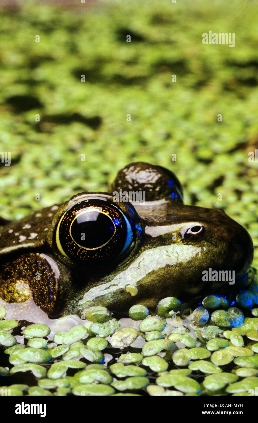 Close up of a Bullfrog in marsh habitat, Canada. Stock Photo