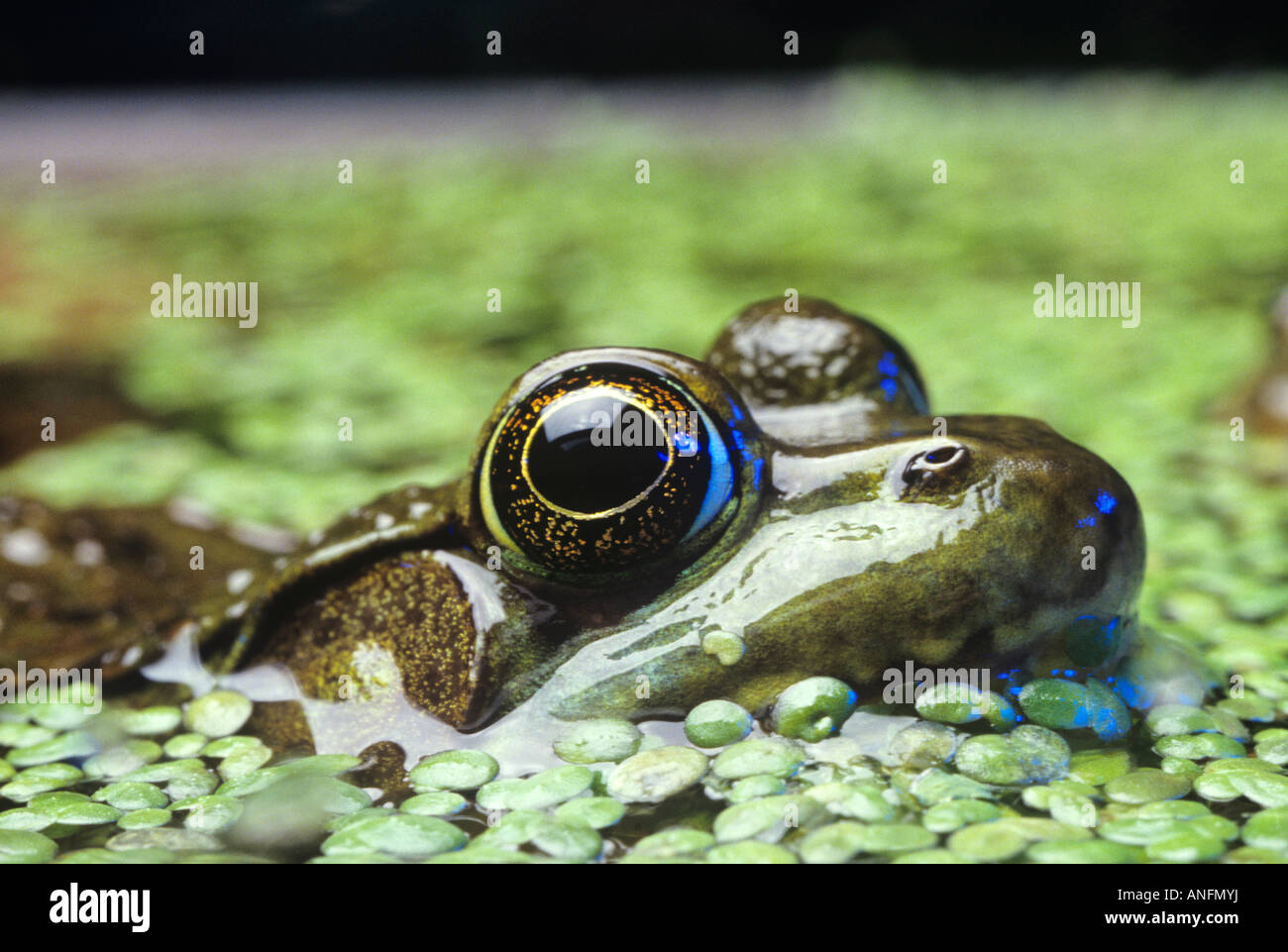 Close up of a Bullfrog in marsh habitat, Canada Stock Photo Alamy