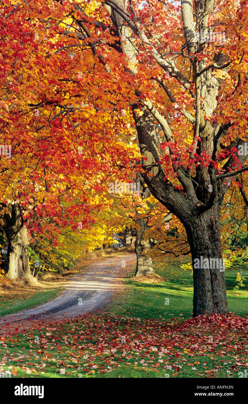 Maple trees in fall foliage, Port Williams, Nova Scotia, Canada. Stock Photo