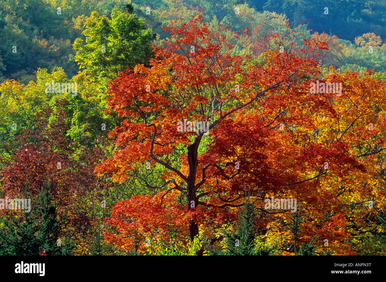 Maple tree in fall foliage, Cape Breton Highlands National Park, Nova Scotia, Canada. Stock Photo