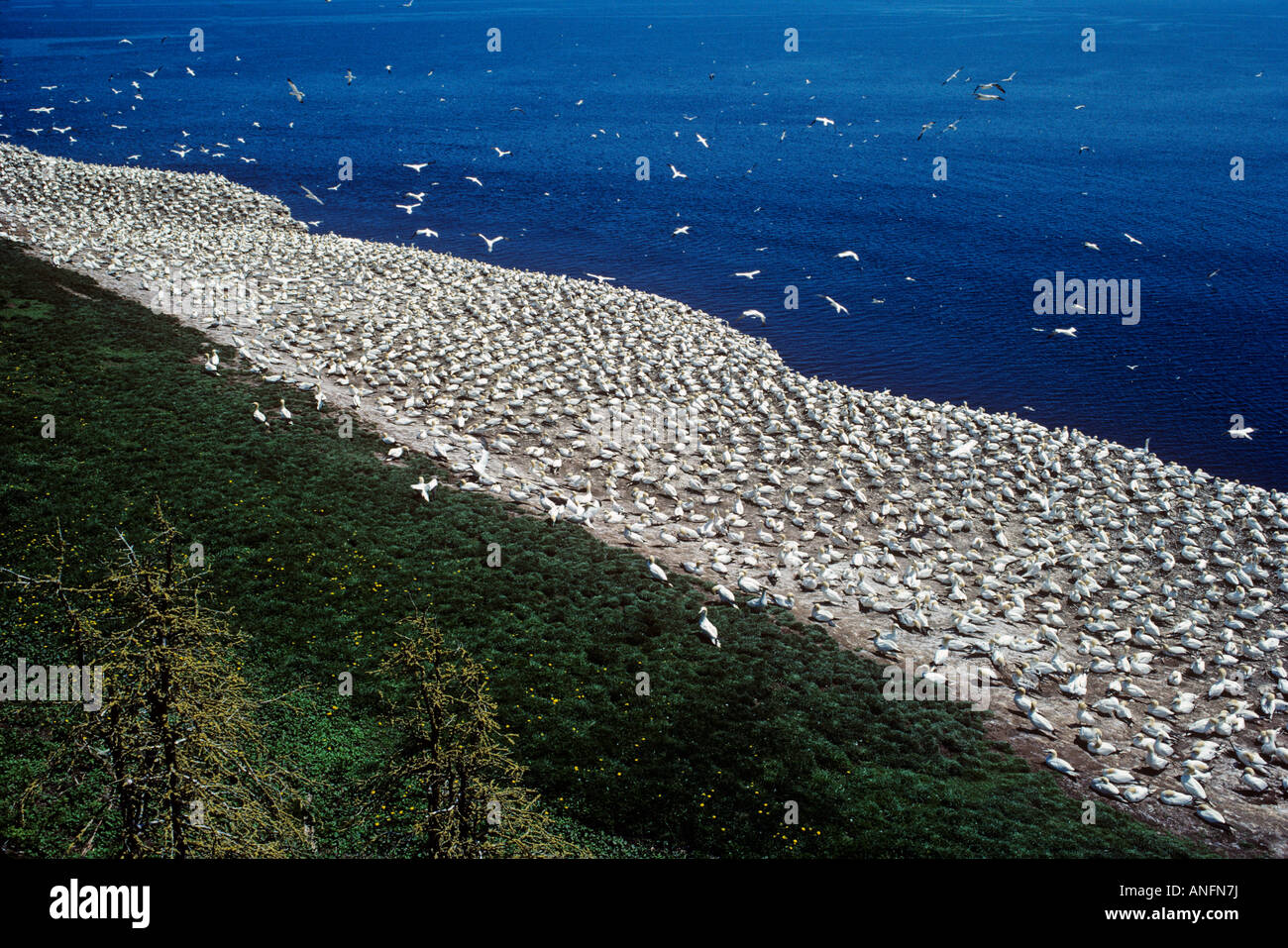 Northern Gannet Colony, Bonaventure Island ecological reserve, Gaspe Bay, Quebec, Canada. Stock Photo