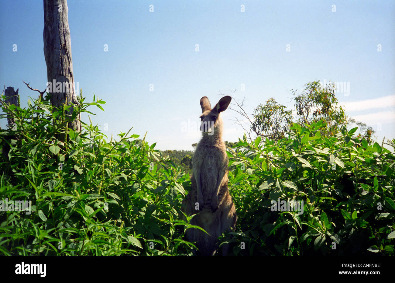 Single waratah hires stock photography and images Alamy