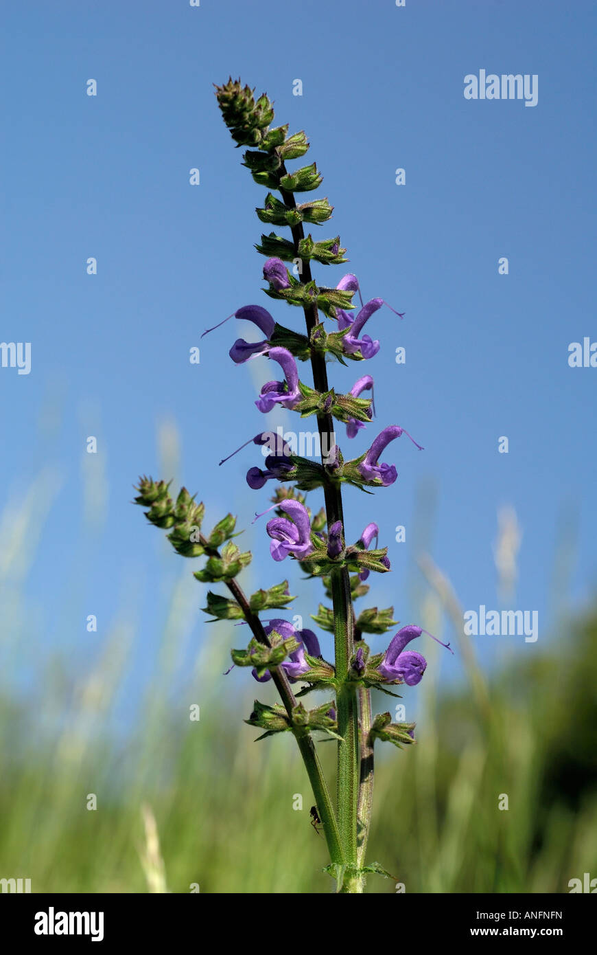 Wild Clary - Salvia pratensis, sud-Touraine, France. Stock Photo