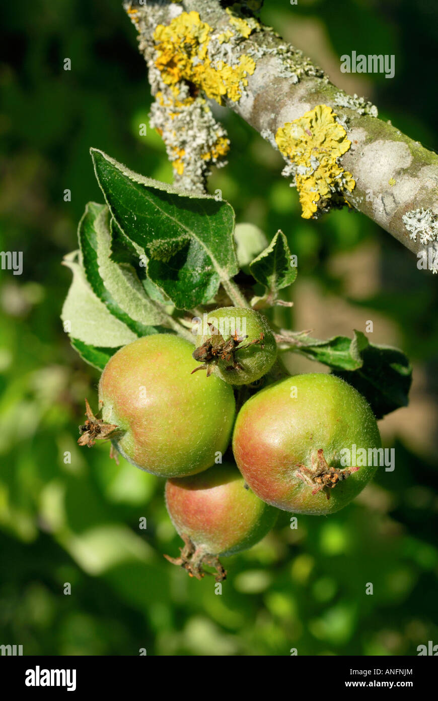 Small apples - Pyrus malus - forming on fruit tree. Stock Photo